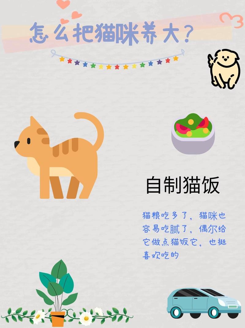 猫咪吃猫粮的好处——让毛孩子更健康更快乐