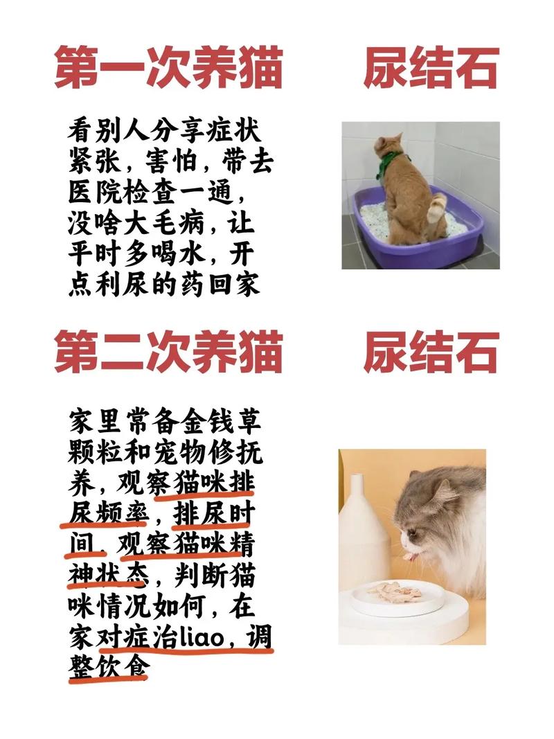 猫咪为何易患尿结石？专家解析与预防方法