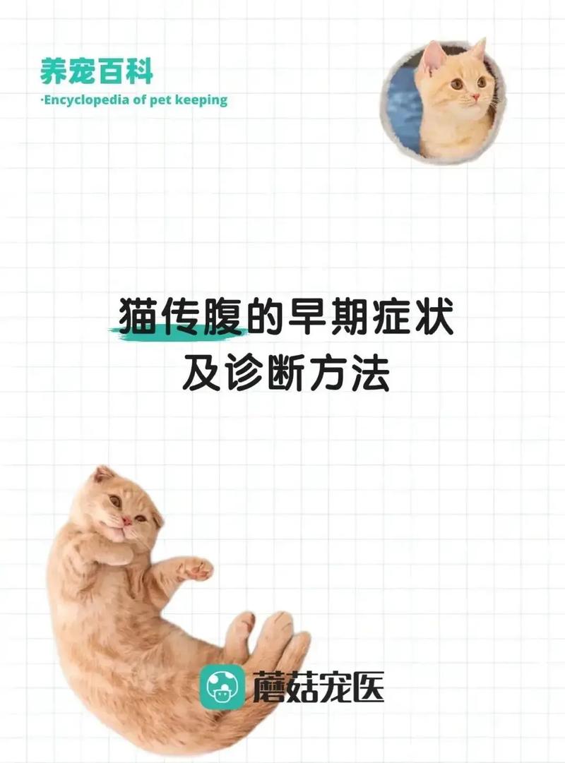 猫咪肾病的早期预警信号，及时了解症状保护毛孩子