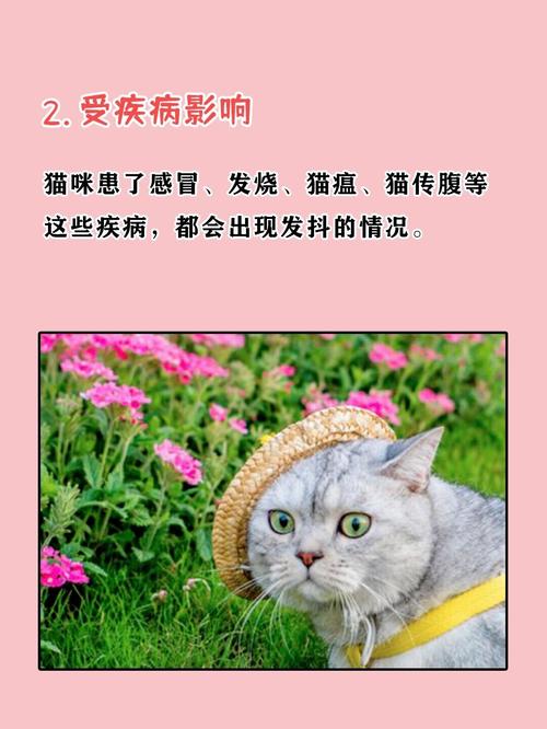 猫咪在寒冷天气里为什么会发抖？