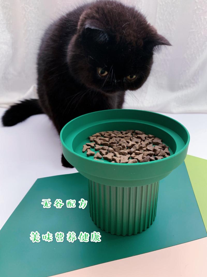 猫咪为何嘴叼猫粮不进食？需从多方面考量