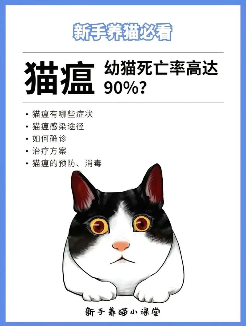 猫咪猫瘟康复后的调理方法