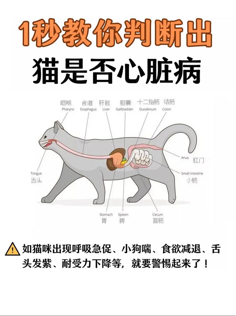 猫咪心跳过速，常见原因与应对策略