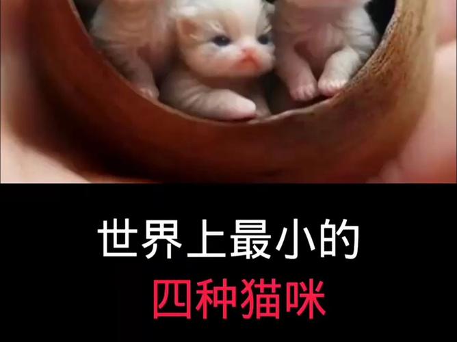 探索猫咪世界的万花筒，探秘五大经典品种