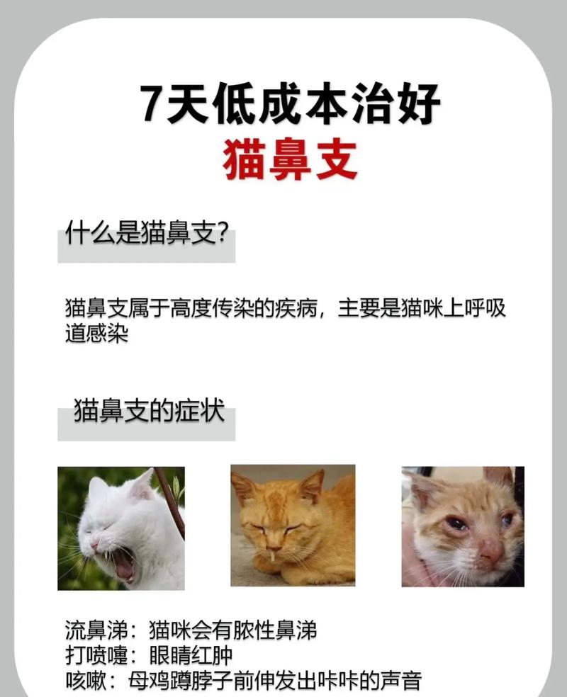 猫咪鼻支，养宠人必知的护理与治疗指南