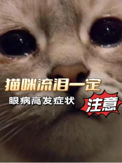 揭秘猫咪流泪与流口水的真正原因