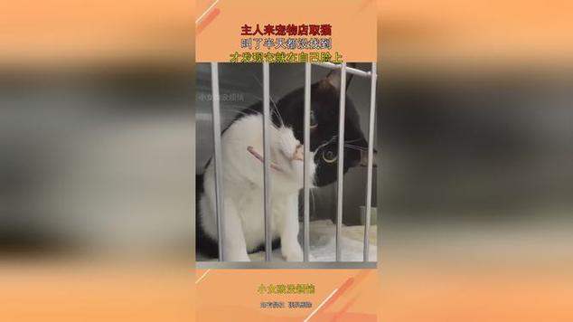 揭秘，宠物店是否接纳猫咪入住？