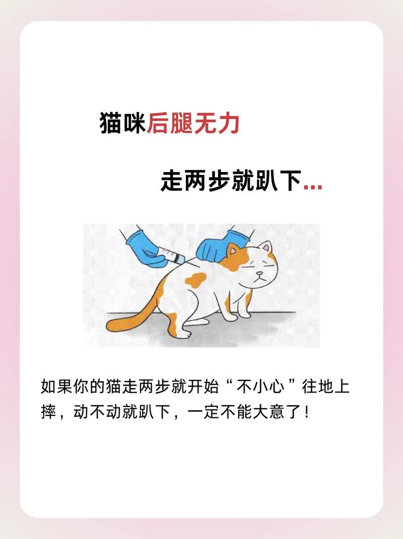 猫咪高烧不退？五步急救攻略