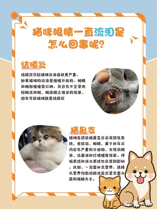 猫咪眼睛发炎，恢复时间及护理指南