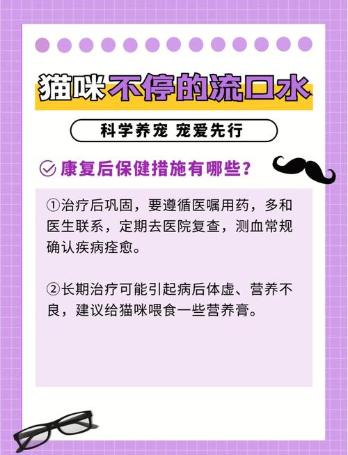 探索猫咪健康的秘密——了解猫咪医院检查费用