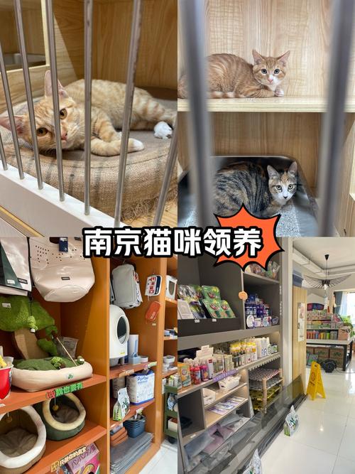 揭秘南京最受欢迎的猫咪领养平台——您的新宠儿摇篮