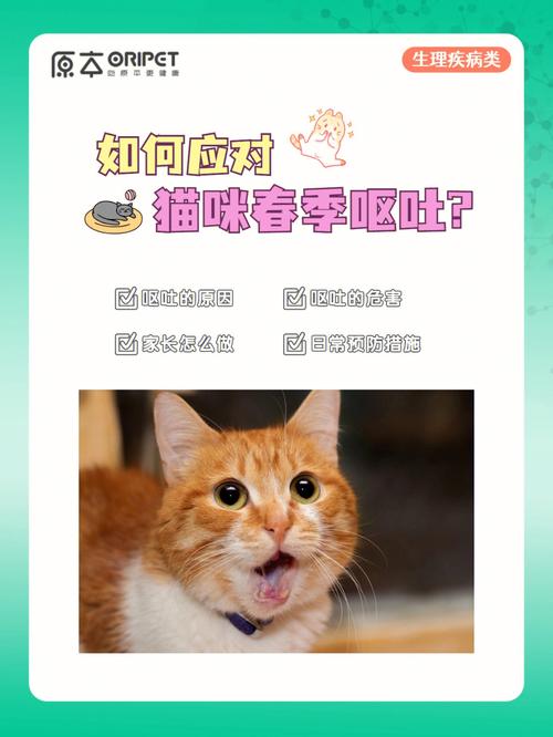 猫咪绝育手术后的异常反应，如何应对呕吐现象