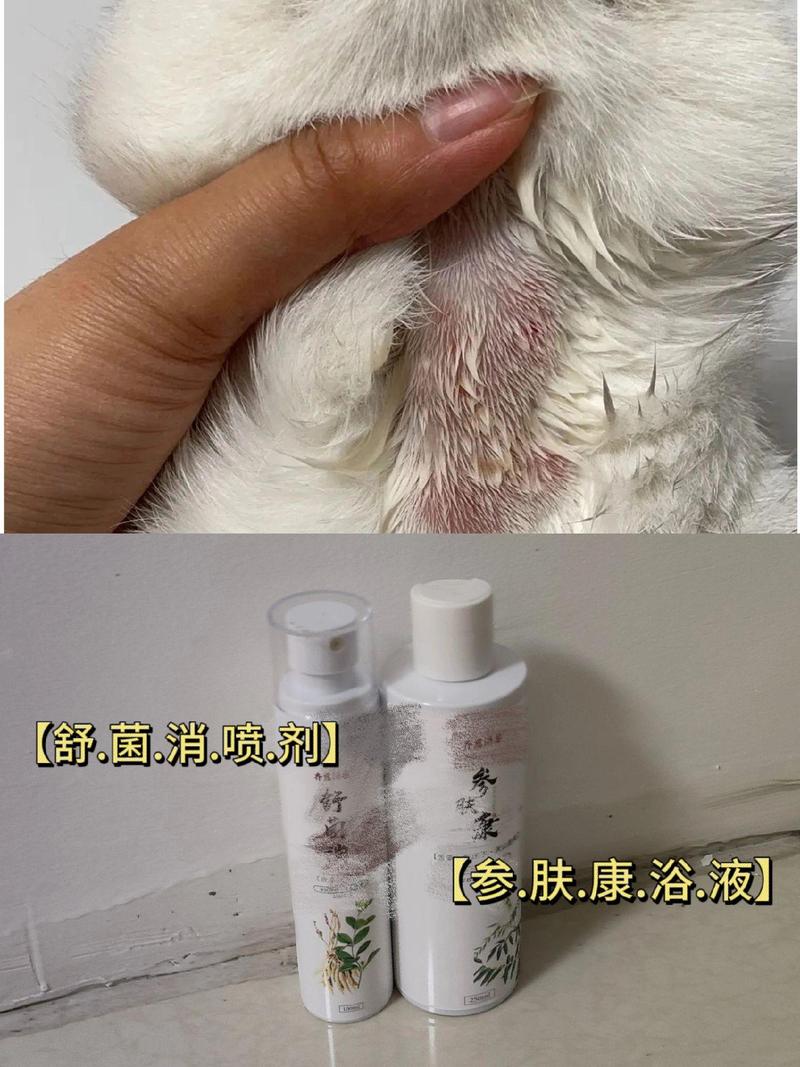 猫咪脓皮症，了解其传播方式和预防方法