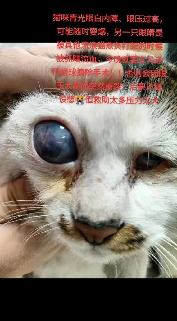 猫咪天生白内障，了解症状与治疗途径