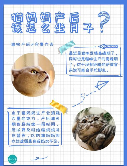 猫咪流产后护理要点，确保新生的健康与安全