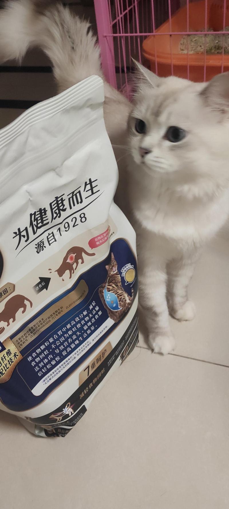 猫咪吃猫粮后总是放屁？揭秘猫的消化与健康