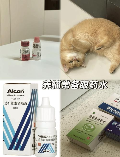 猫咪流眼泪？你需要知道的猫咪流泪用药指南