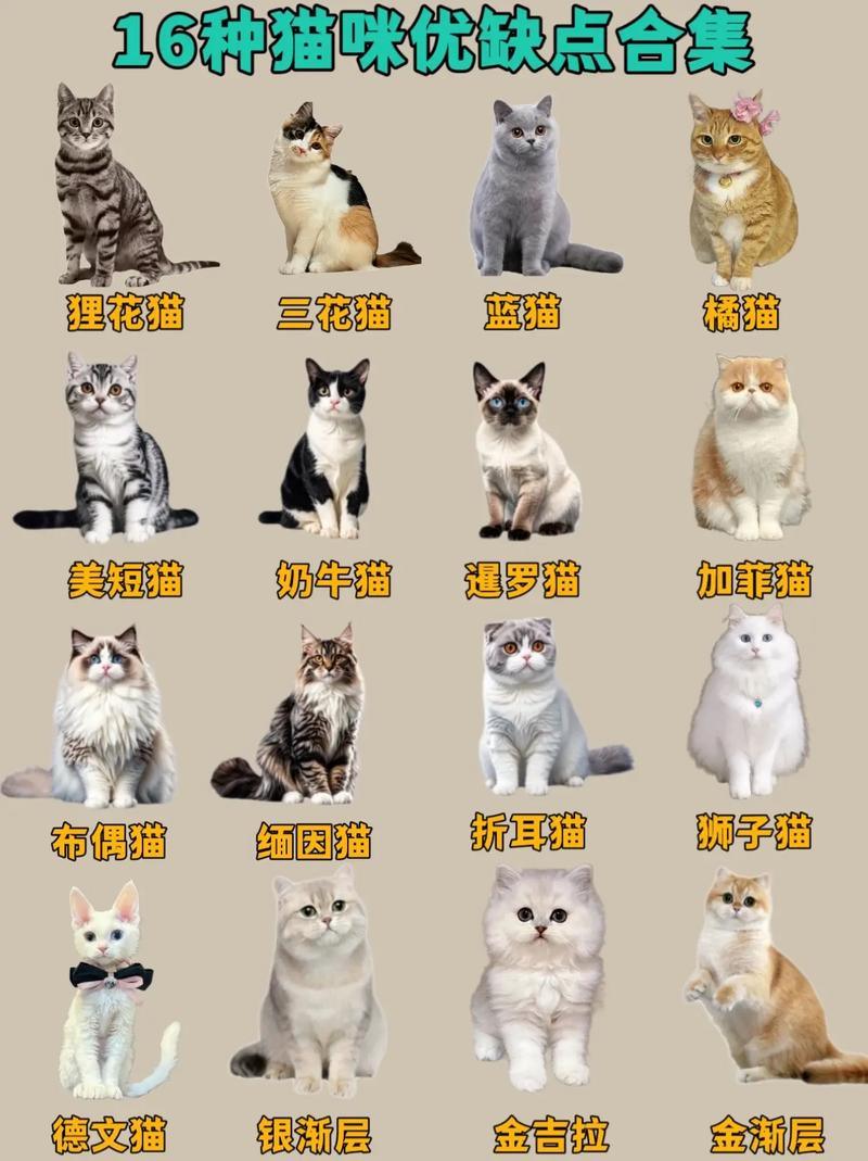 探索猫咪的世界，从经济角度挑选适合家养的猫咪