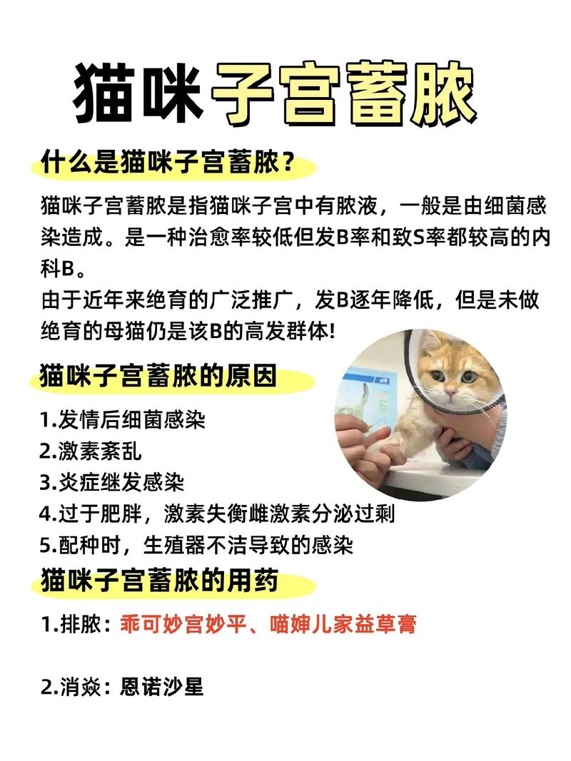 猫咪子宫炎症，早期识别与应对