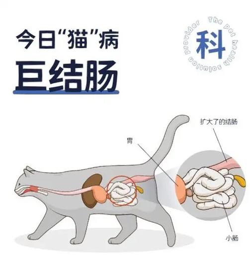 揭秘猫咪不食与便秘的秘密