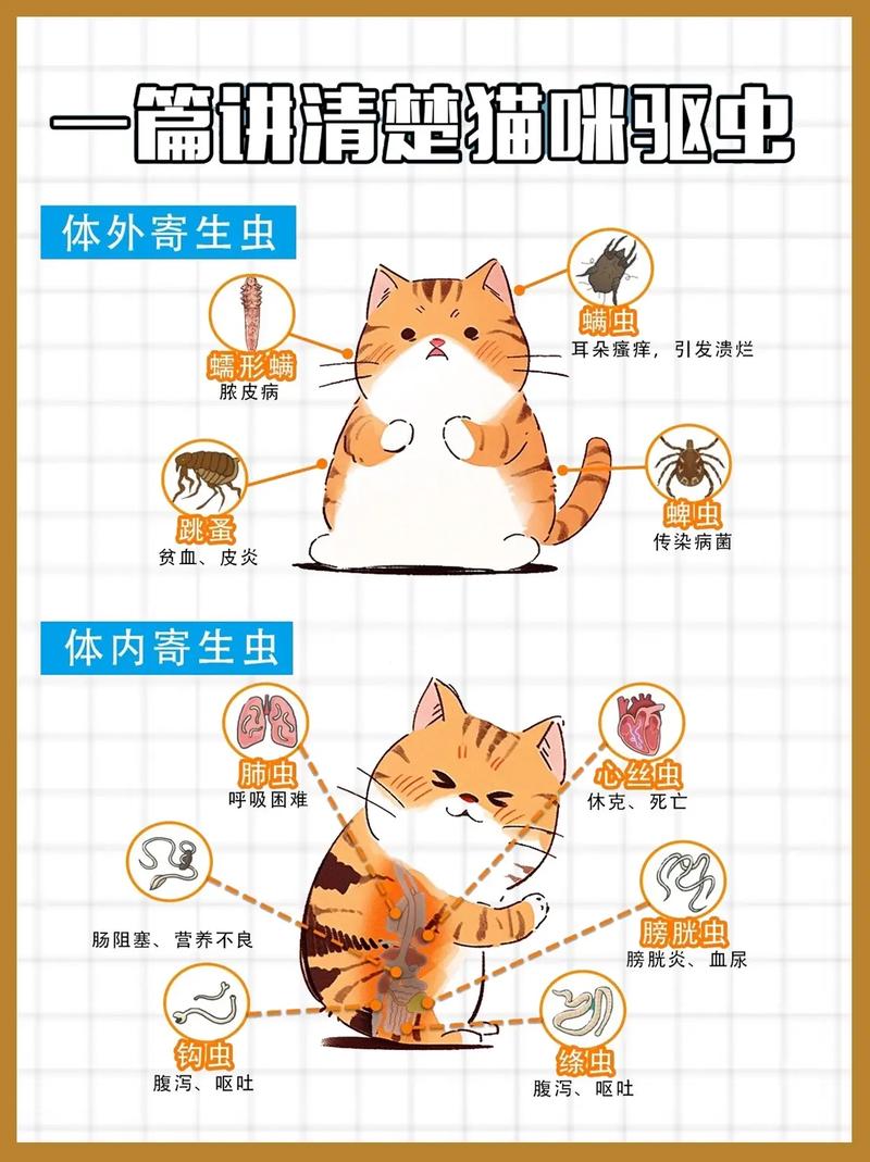 猫咪驱虫，科学护理从这里开始