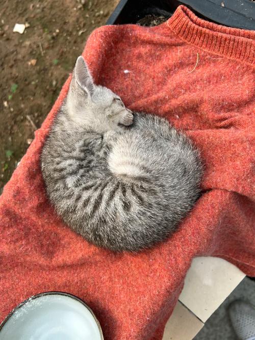 深圳龙岗免费领养猫咪活动，为爱不留空缺