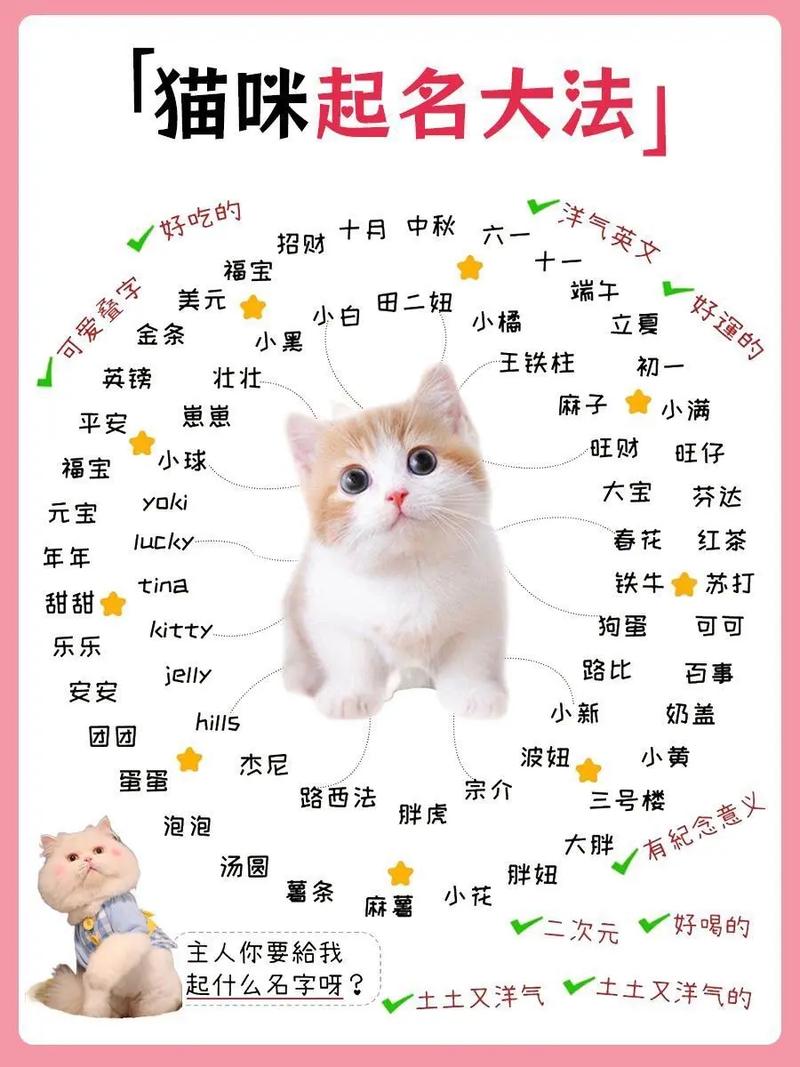 猫咪命名大赏，从古典到现代，为你的毛孩子寻找专属美名