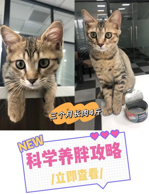 猫咪如何科学饮食，轻松实现增肥目标