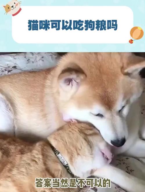 猫咪能吃狗粮吗？你需要了解的真相