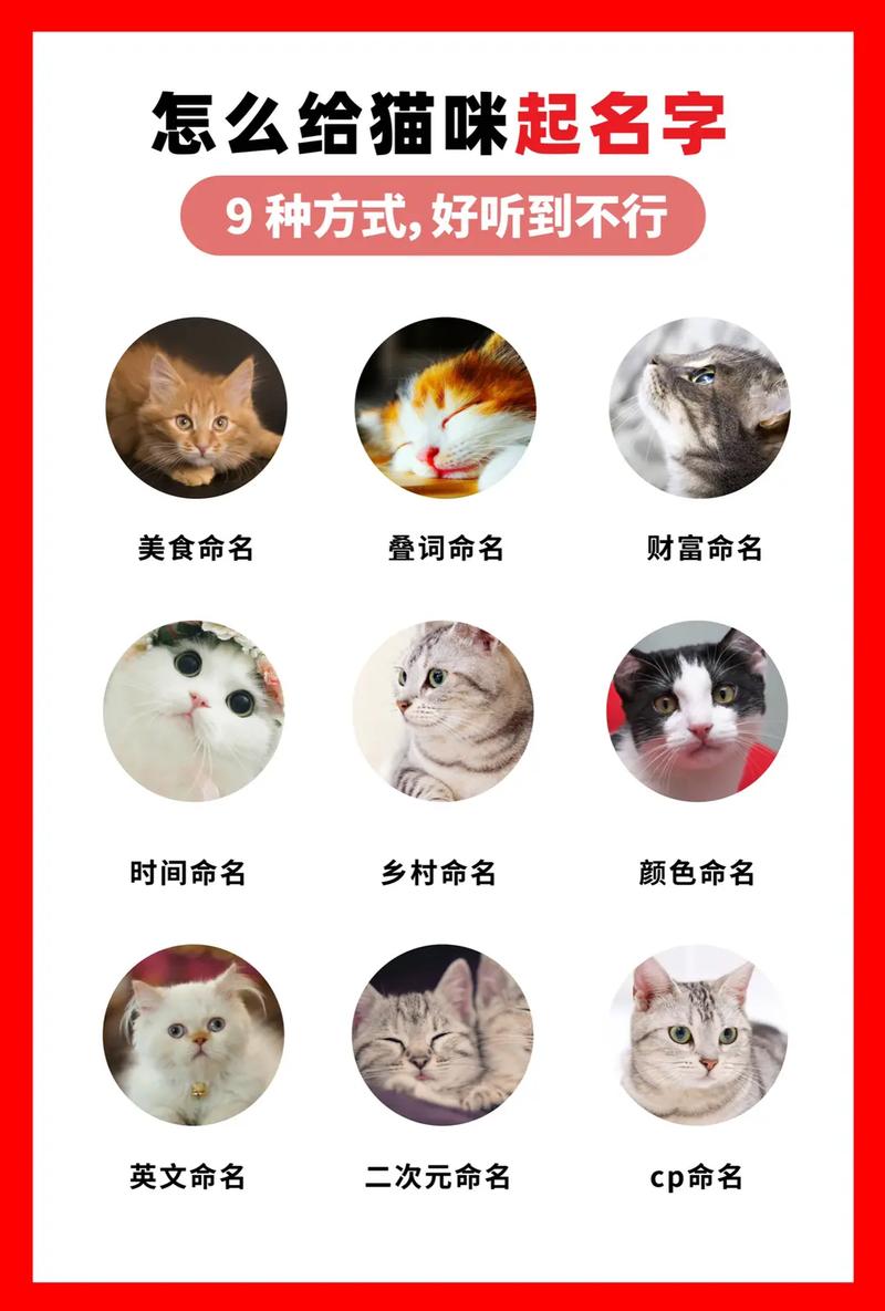 探索猫咪取名艺术——从猫咪取什么名字大全中寻找灵感