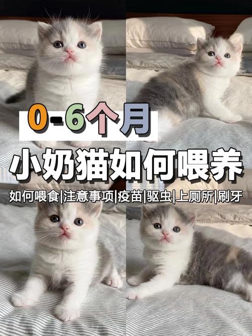 解决猫咪奶水不足的小妙招