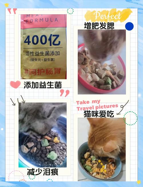 猫咪吃猫粮指南，让爱宠享受美味与健康