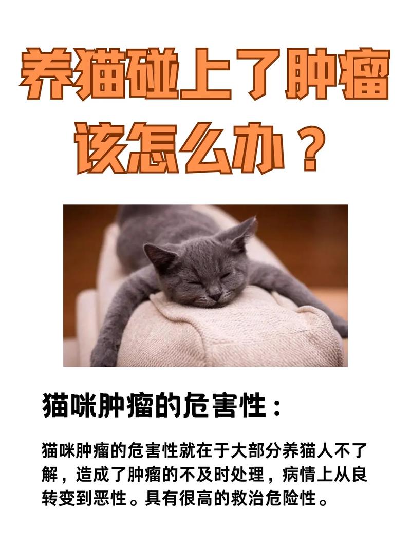 猫咪得了肿瘤，如何科学治疗？