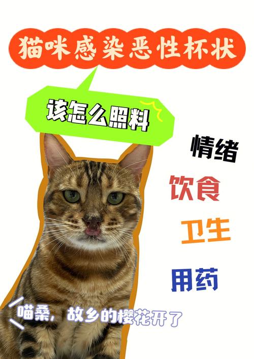 猫咪生病时如何科学给予流食护理