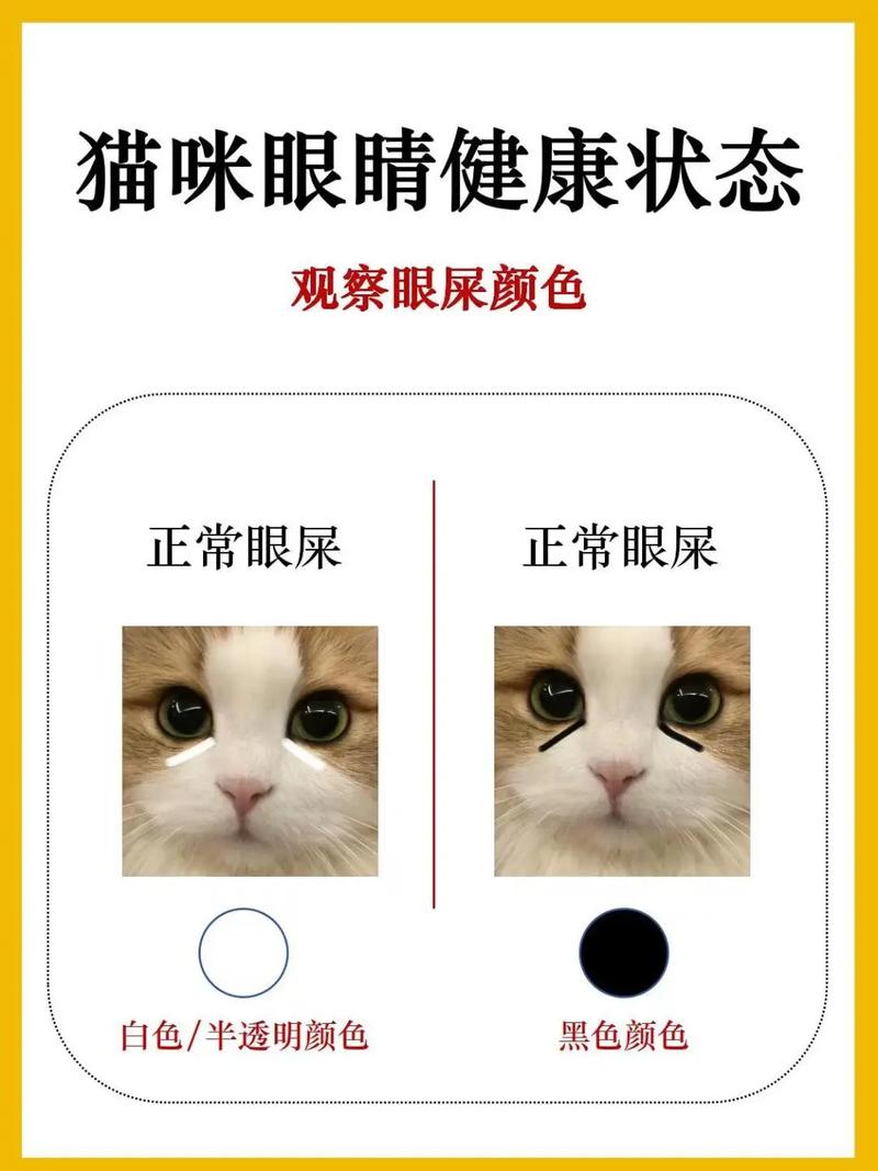 揭秘猫咪眼屎的秘密——揭秘猫咪清澈双眼背后的守护者