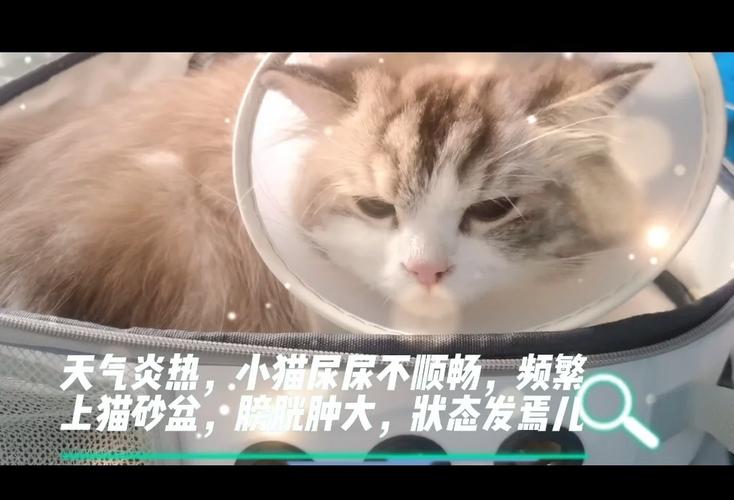 猫咪健康警报，尿道口出血现象的严重性