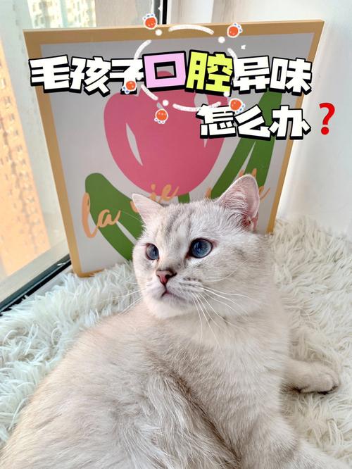 猫咪肝脏不适？专家支招让你的毛孩子健康如初