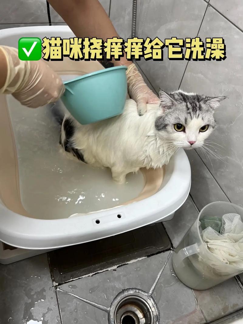 彻底告别猫咪跳蚤烦恼，轻松给猫咪洗澡去跳蚤