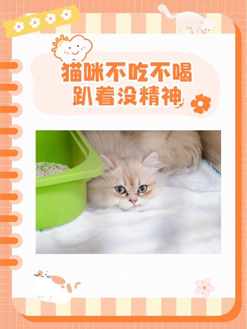 揭秘猫咪为何会遭遇低血糖困境