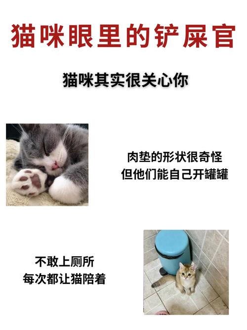 揭秘猫咪的妊娠周期，从受孕到新生的整个旅程