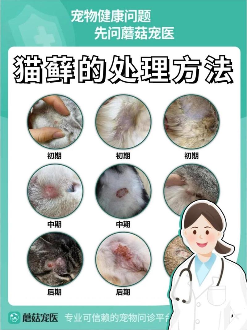 猫咪头上皮肤病，常见症状及护理指南