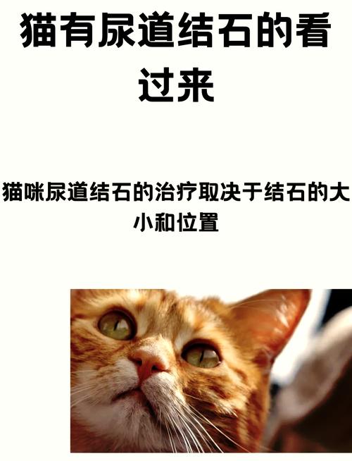 猫咪尿路结石，全面解析治疗方法