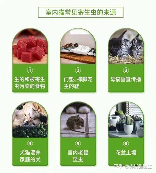 寻找猫咪的药物，如何安全有效地购买