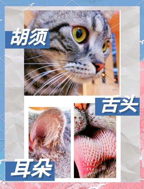 揭秘猫咪瘙痒的秘密