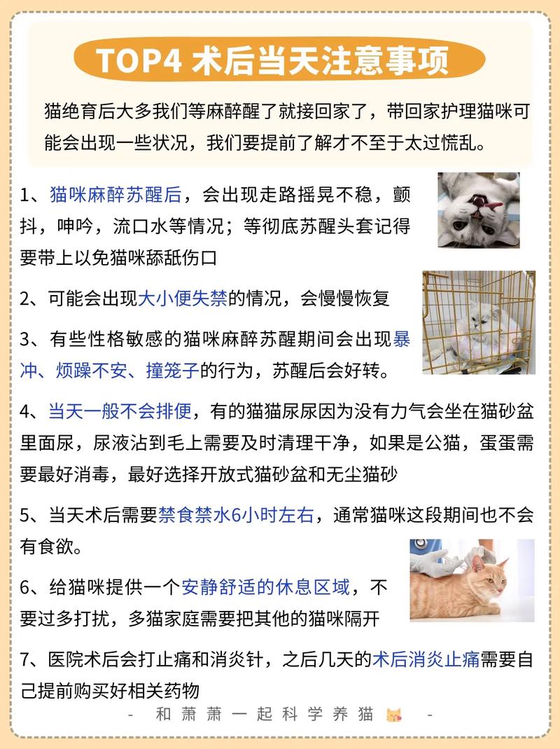 猫咪到底要不要绝育？——为爱宠做出明智选择