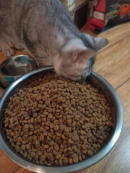 猫咪真的能不吃猫粮吗？