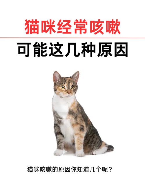 猫咪老咳嗽？你可能忽视了这些健康问题