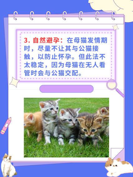 猫咪避孕药，科学管理家庭猫繁殖的福音