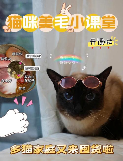 猫咪美毛秘籍，养出光彩夺目的毛发