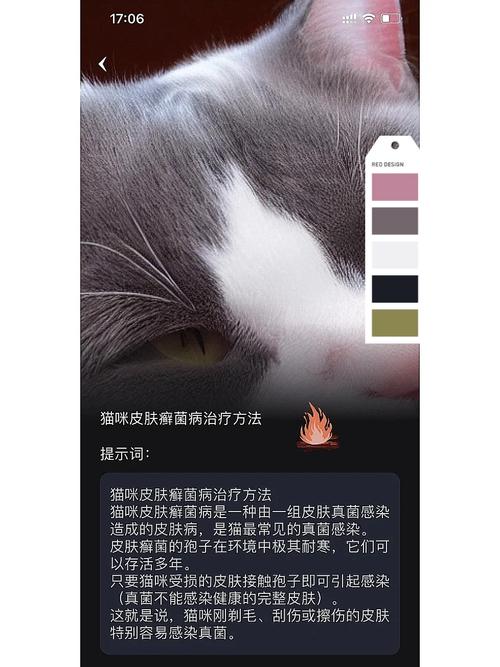 猫咪真菌感染的全面治疗指南